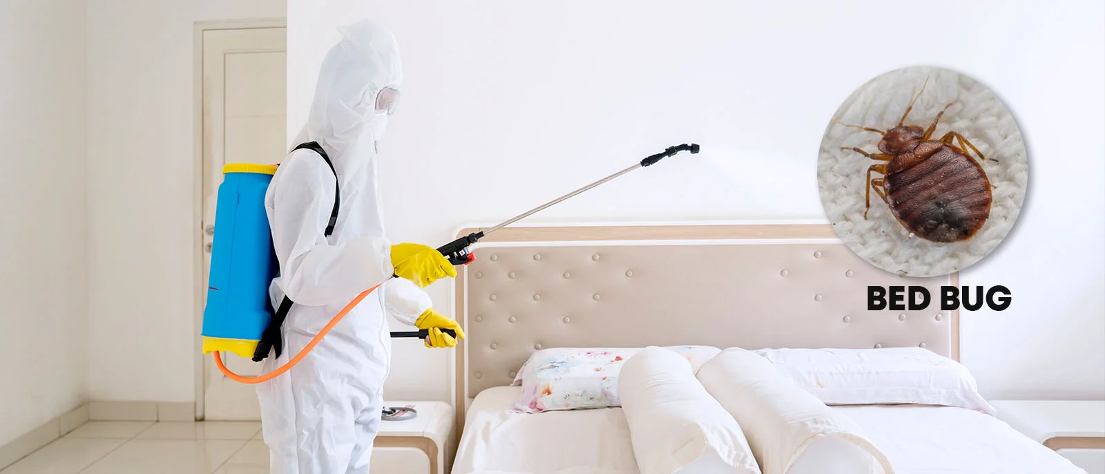 Bed Bug Control
